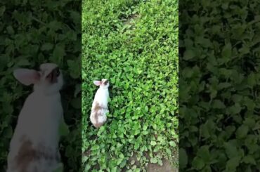 #cute #rabbit #shorts #shortvideo