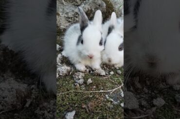 Adorable baby rabbits cute baby animal #music#adorablechicks#shortsvideo