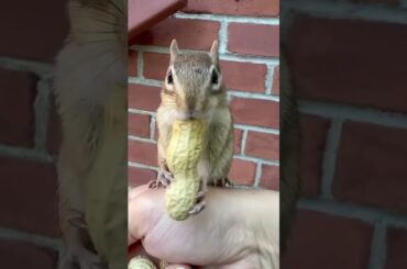 #cute #pets #squirrel #funny #animals #rabbit #bunny #cutebunny #rabbitbaby #wheatgrass