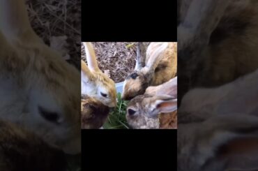 Super cute and adorable rabbit | Cute bunny