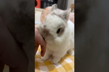 Little Cute Rabbits #amazing #bunny #rabbit #cute #pets #animals #shorts