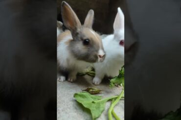 #bgmi #rabbit #funnypets #cute#rabbit #bunny #cute #cutebunny #pets #rabbitbaby #wheatgrass