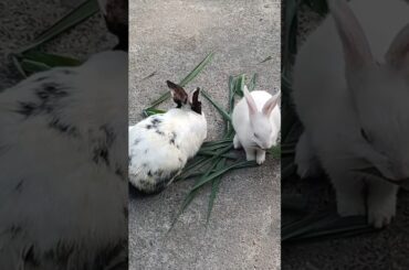 #rabbit #cute #shorts