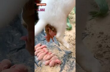Newborn Baby Rabbits Feeding& giving birth from Mother | Adorable Moment"#shortsfeed