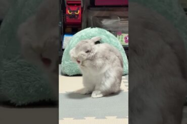 Rabbits Are So Interesting #amazing #bunny #rabbit #cute #pets #animals #shorts