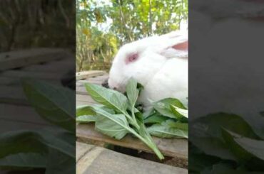 cute bunny #rabbit #kelinci