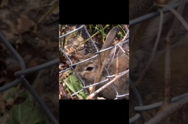 Super cute and adorable rabbit | Cute bunny