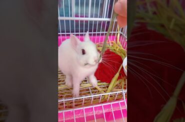 #cute #rabbit