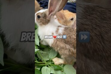breakfast #rabbit #mycuterabbit #cute #bunny #pets #cutebunny #animal #pet