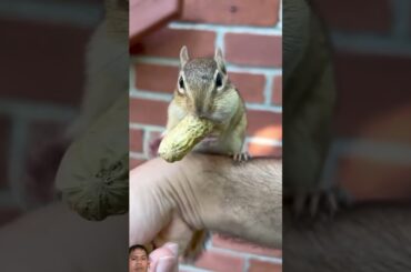 #cute #squirrel #animals #chipmunk #funny #rabbit #bunny #cutebunny #pets #rabbitbaby