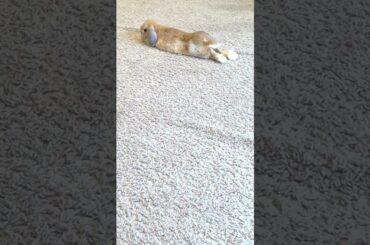 Smooth moves by Sassy Baby Bunny Blondie #rabbit #cute #bunny #cutebunny #pets #funnypets #khargosh