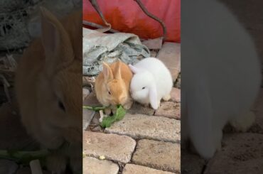#cute #rabbit