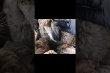 Cute Rabbit Videos to Soothe Your Heart