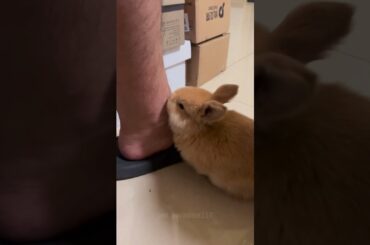 Some Adorable Rabbits #amazing #bunny #rabbit #pets #animals #shorts #usa