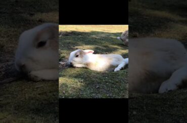 Super cute and adorable rabbit | Cute bunny