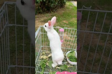 #cute #rabbit #pets