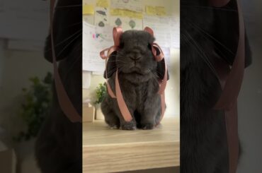 Some Cute Moments Of Rabbits #amazing #bunny #rabbit #animals #pets #shorts #usa