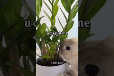 Reasons why my bunny got mad