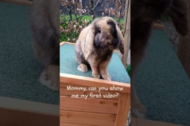 You were still so little....  #bunny #babybunny  #mybunny #pets #bunnyantics