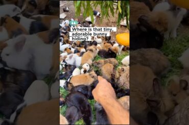 Catching The Cute Baby Bunny #animals #bunny  #shorts