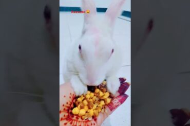 shorts video bunny rabbit #rabbite #youtubeshorts #funnyrabbit #cutebaby #bunnyvlogsnew