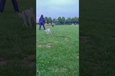 happy dog #cute #bunny