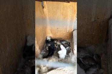 Cute Rabbits baby #cute #rabbit #puppy #pets #animals #nature