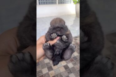 FIRST DAY OUT OF THE NEST #petrabbit #bunny #mybunny #cuteanimal #cutebunny #funnybunny