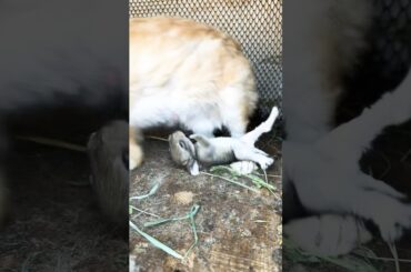 Cute rabbit with mother #rabbit #cute #pets