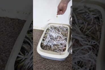 A Cheap Foraging Box For Your Pet Flemish Giant Rabbit