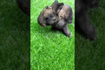 Cute Rabbit #cute #rabbit #funny