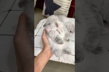 LITTLE COTTON CLOUD #petrabbit #bunny #mybunny #cuteanimal #cute #cutebunny #pets