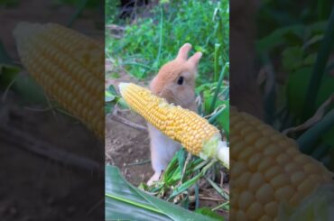 Looking So Cute When Rabbit Eating #amazing #rabbit #bunny #pets #animals #shorts #cuteanimals