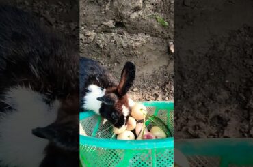 What Do Rabbits REALLY Love to Eat? #shorts #cute #rabbit #rabbitfood #animals