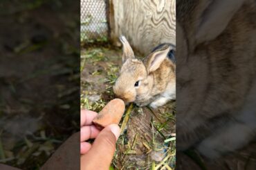 Child rabbit cute rabbit #cute #animals #pets