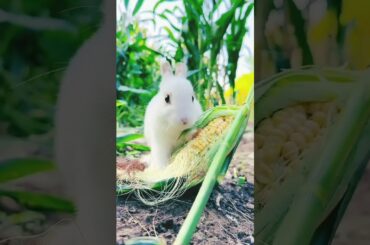 Little rabbit steals corn: Cute pet debut plan#cute #rabbit #pets #animals