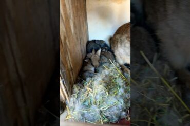 Cute rabbit childrens #cute #pets #rabbit #animals