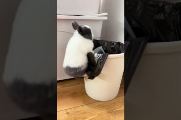 So Cute Adorable crazy Rabbits #amazing #rabbit #bunny #pets #animals #cutebunny #shorts