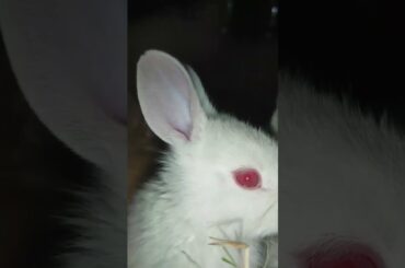 #rabbit #bunny #cute #cutebunny #pets #rabbitbaby #wheatgrass #funny #animallife #cute #funny