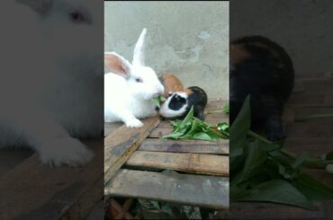 cute bunny #rabbit #kelinci