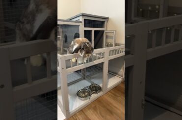 Possible Upgrade for Chessie!? #bunny #cutebunny #indoor hutch