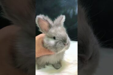 #cute #rabbit