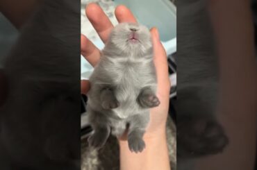 Rabbits Rolls Over While Sleeping #amazing #rabbit #bunny #pets #animals #cutebunny #shorts