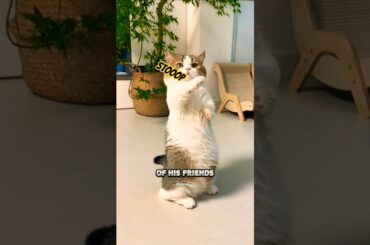 when cat and rabbit act #rabbit #cat #act #cute #funny #short #kaylachanel