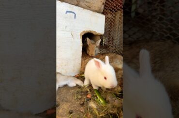 Cute rabbits #cute #rabbit