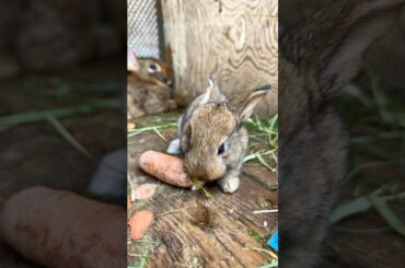 Cute rabbit ate carrot #cute #animals #pets #cuteanimals #rabbit