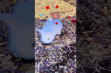 dig-a-dig  #cutebabyfunny #mycuterabbit #funnyvideo #cute #rabbit #bunny
