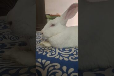 #music #rabbit #mybunny #pet #bunny #animal #pets #mycuterabbit #cute #mammal #morning #yshorts