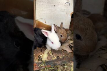 Cute rabbits #cute #rabbit #animals #pets #bunny