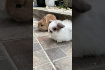 BABY HOLLAND LOP & NETHERLAND DWARF PLAYING TOGETHER #mybunny #petrabbit #bunny  #cutebunny